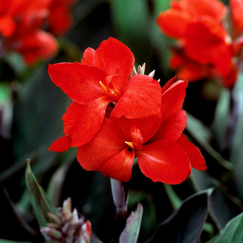 Canna Lily 'Cannova Bronze Leaf Scarlet'