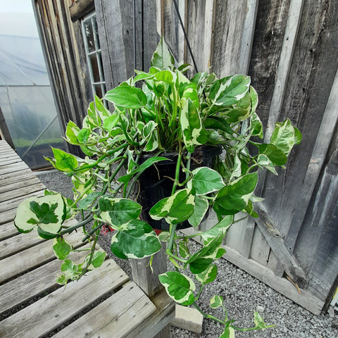 Pothos 'Pearl and Jade' 8" Hanging basket