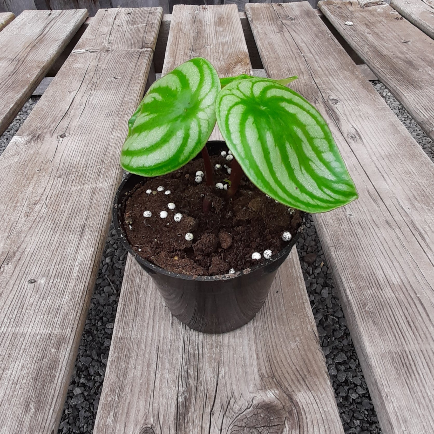 Peperomia 'Watermelon' 4"