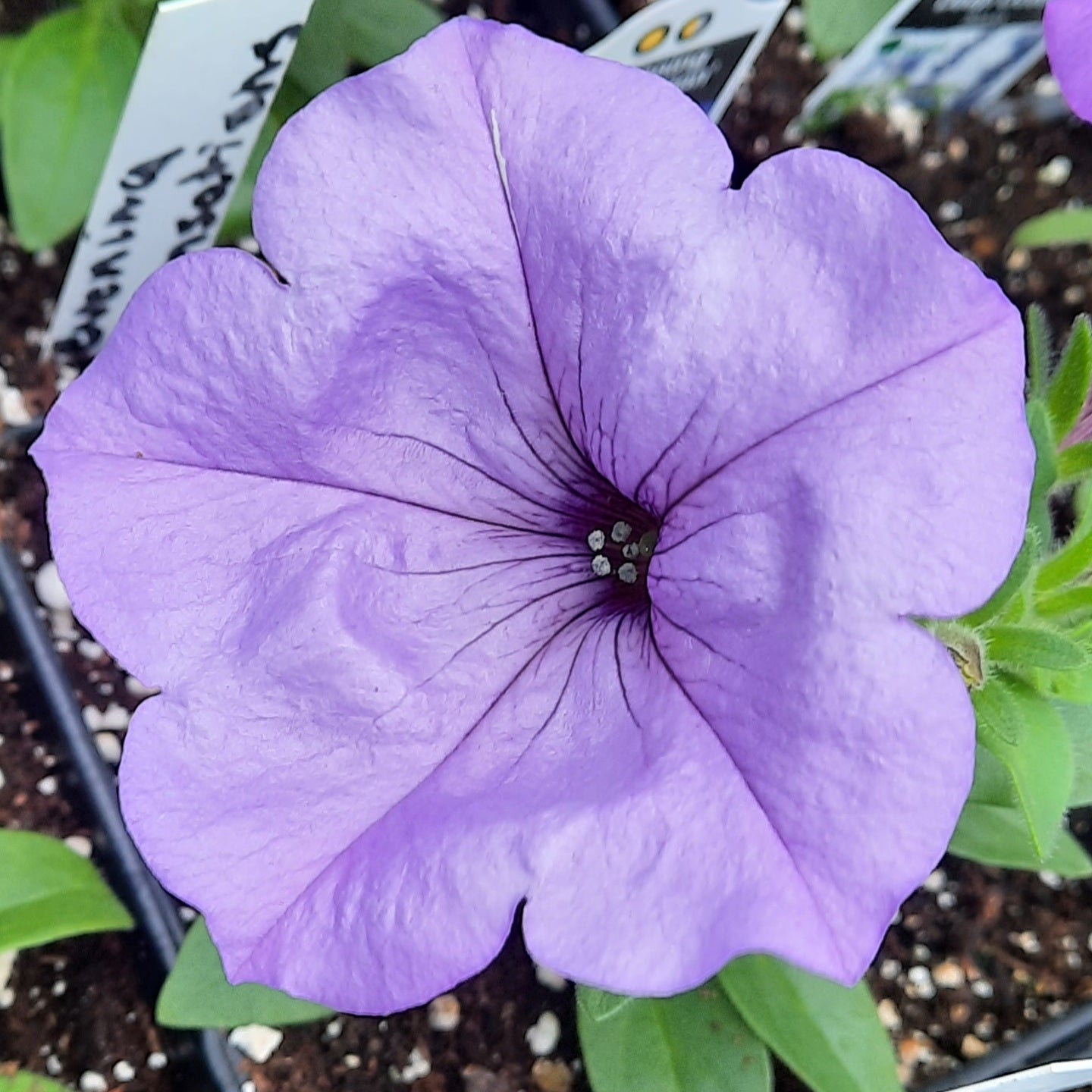 Petunia 'Evening Scentsation'