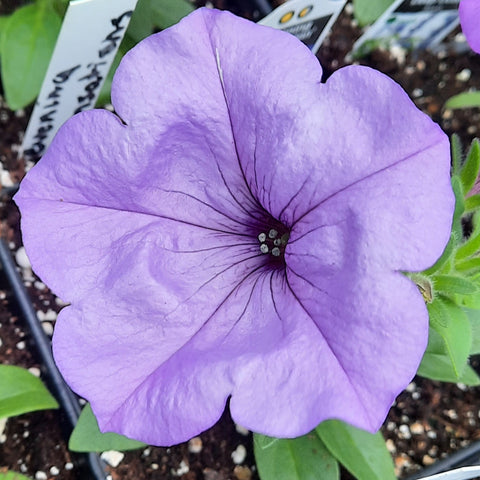 Petunia 'Evening Scentsation'