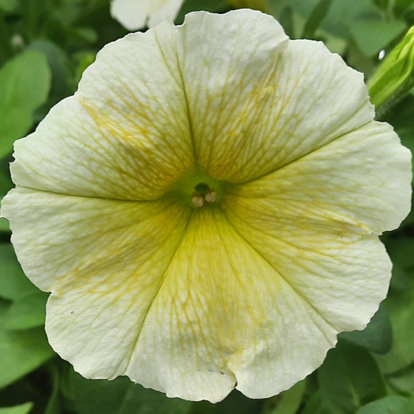 Petunia 'Easy Wave Yellow'