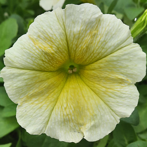 Petunia 'Easy Wave Yellow'