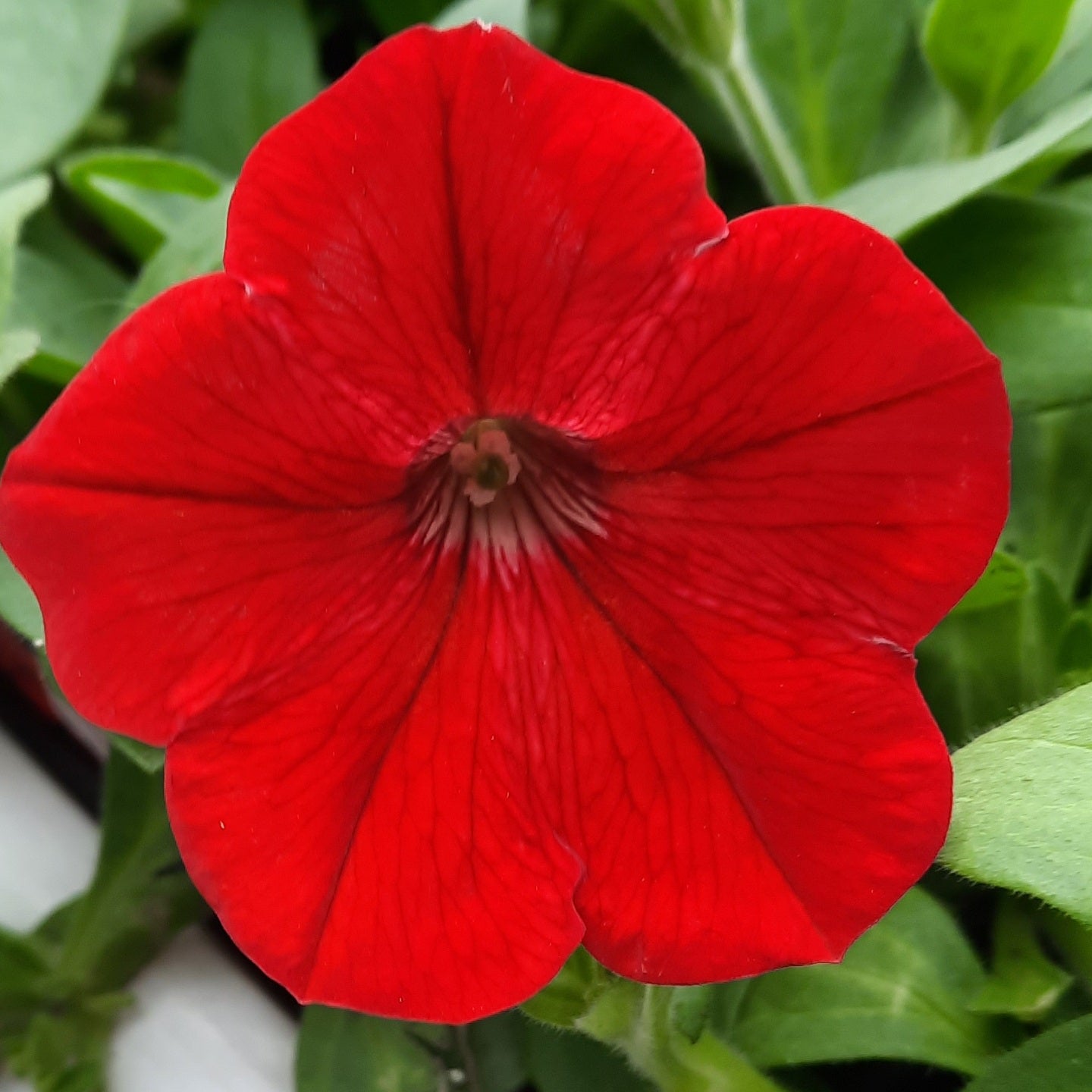 Petunia 'Easy Wave Red'