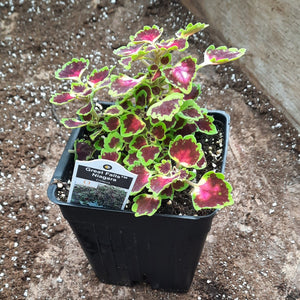 Coleus 'Great Falls Niagara'