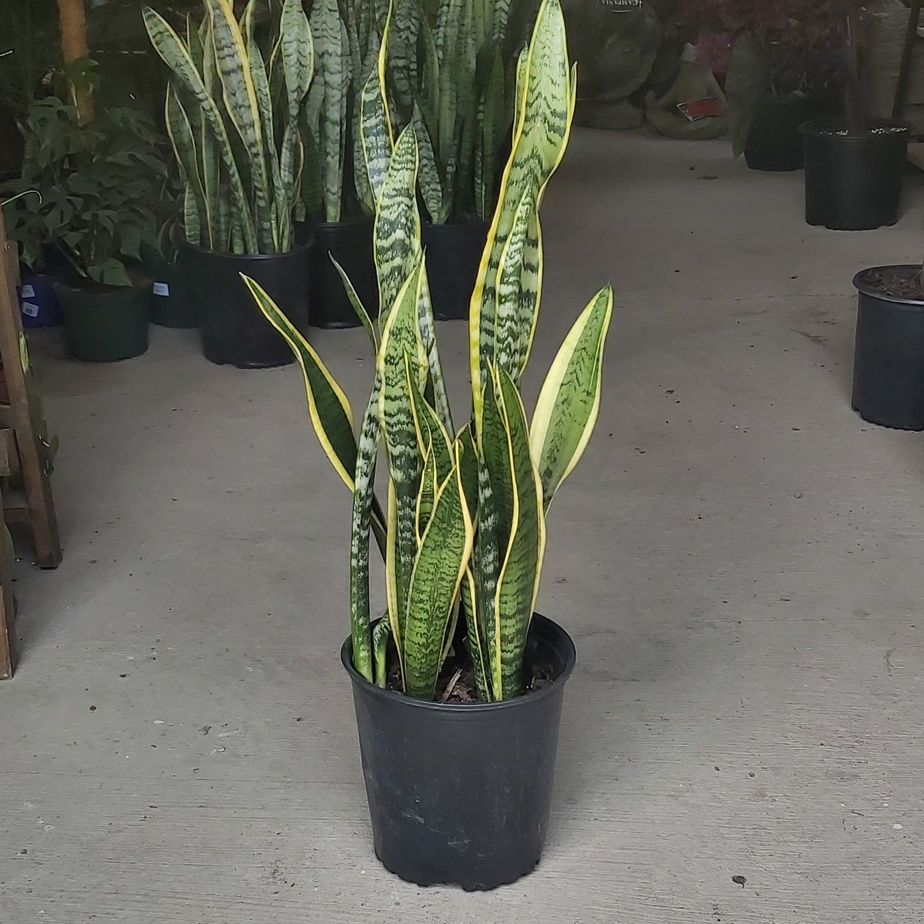 Snake Plant 'Laurentii' 8"