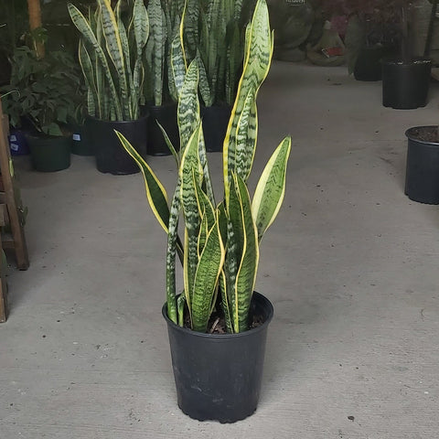 Snake Plant 'Laurentii' 8"