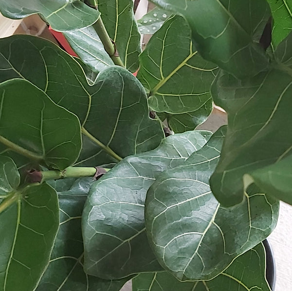 Ficus 'Lyrata' Tree Form 10"