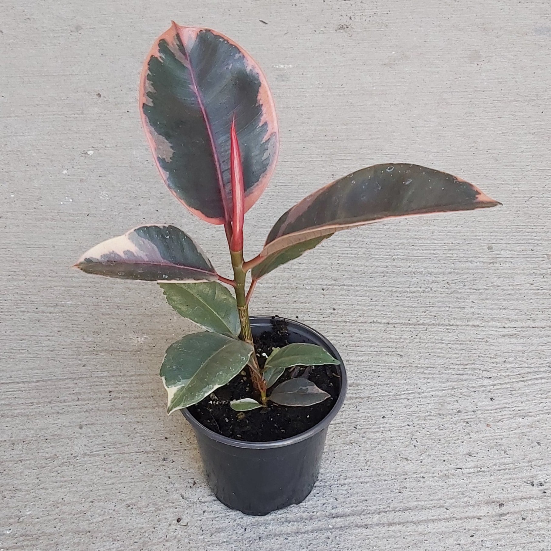Ficus Elastica 'Ruby' 4"