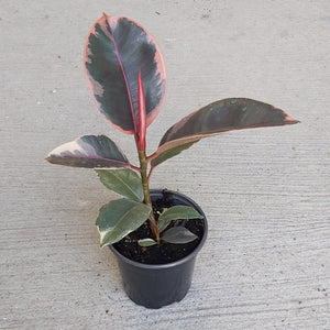 Ficus Elastica 'Ruby' 4"