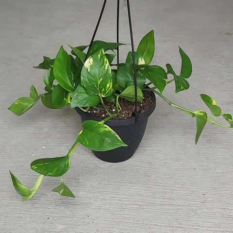 Pothos 'Golden' 6" Hanging Basket