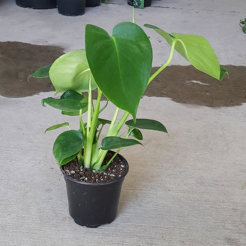Monstera Deliciosa 4"