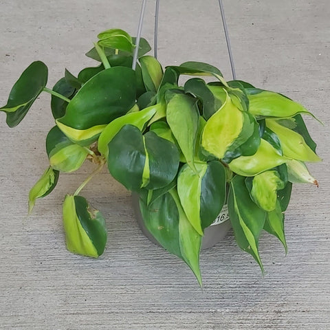 Philodendron 'Brazil' - 4" Hanging Basket