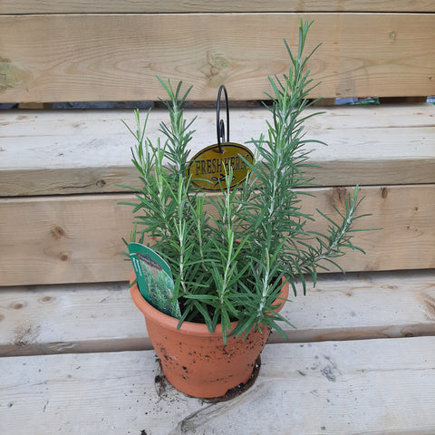 Rosemary 6" pot