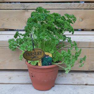 Parsley 'Curled' 6" pots