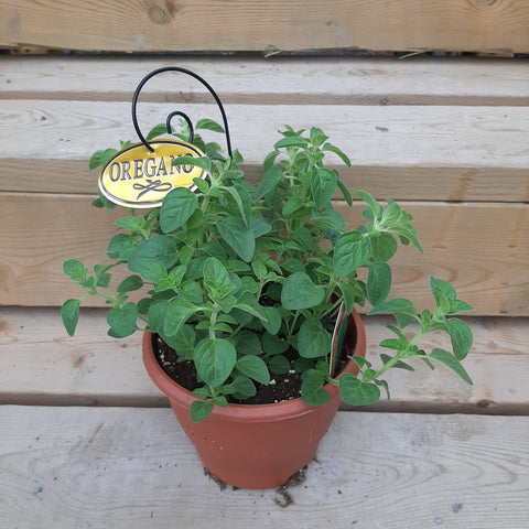 Oregano 'Greek' 6" pots