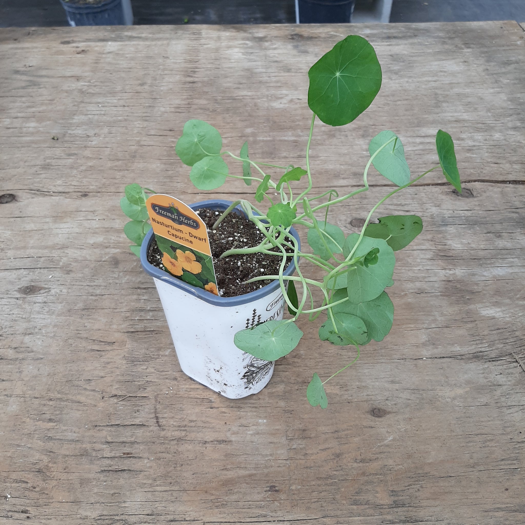 Nasturtium 'Dwarf Capucine'