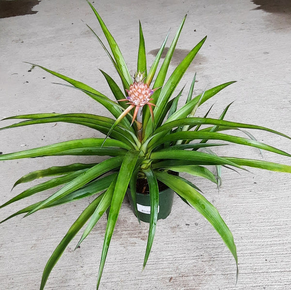 Pineapple Plant 5"