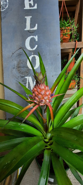 Pineapple Plant 5"