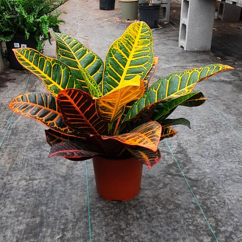 Croton 'Petra' 6"