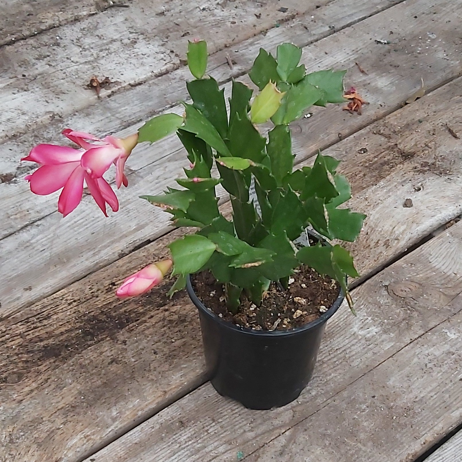 Christmas Cactus 4"