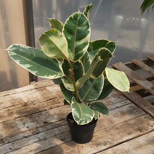 Ficus 'Tineke' 6"