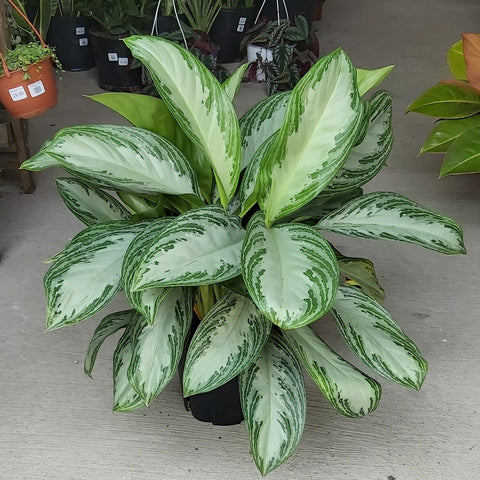 Aglaonema 'Silver Bay' 8"