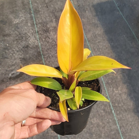 Philodendron 'Prince of Orange' 6"