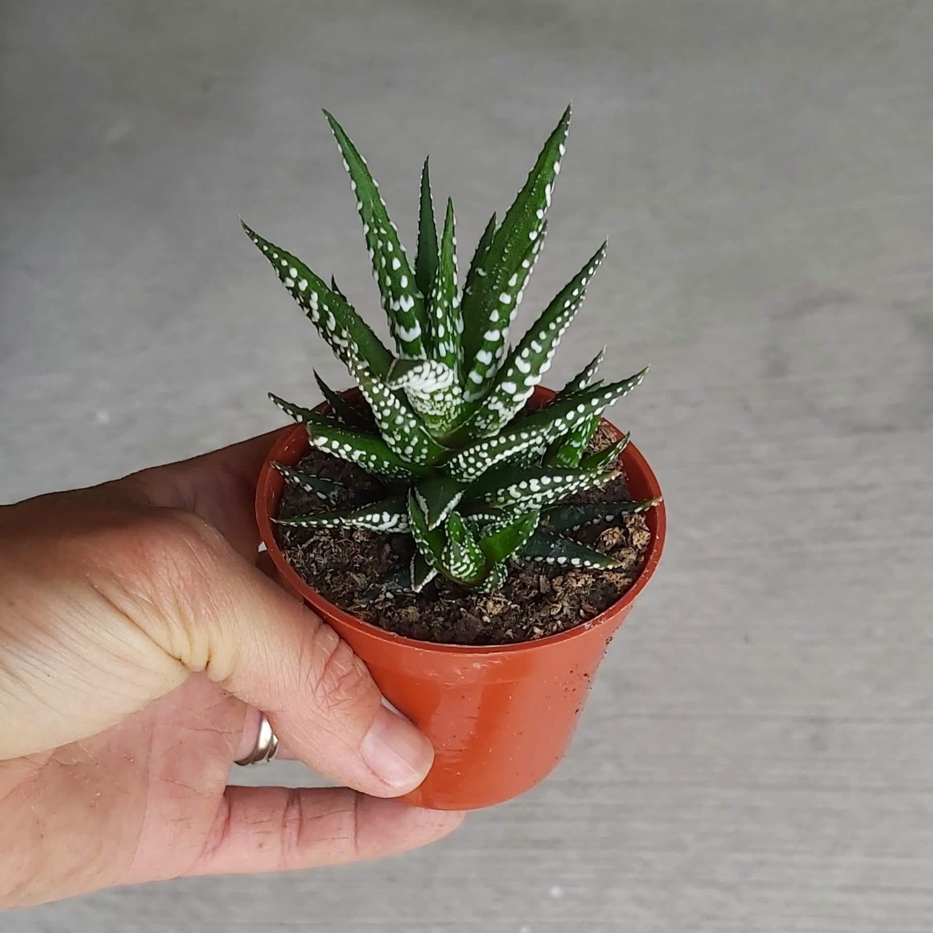 Haworthia 2.5"