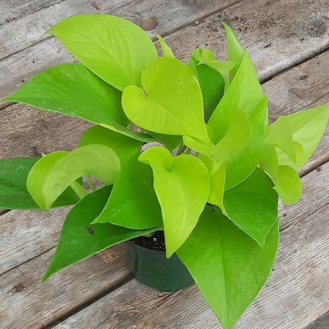 Pothos 'Neon' 4"
