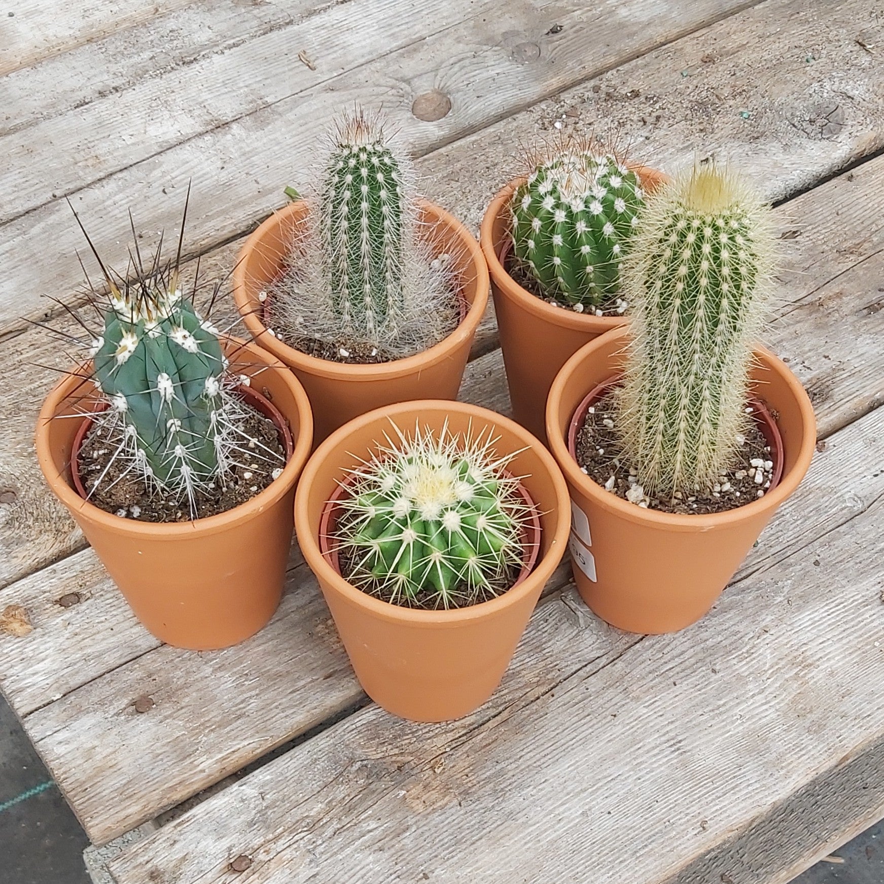 Cactus Clay Pot - Assorted