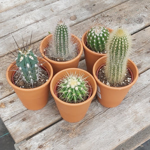 Cactus Clay Pot - Assorted