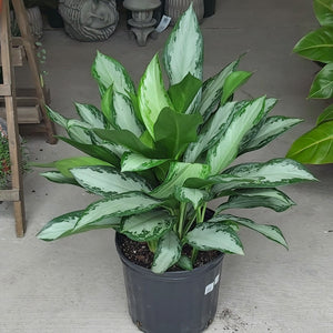 Aglaonema 10" Silver Bay