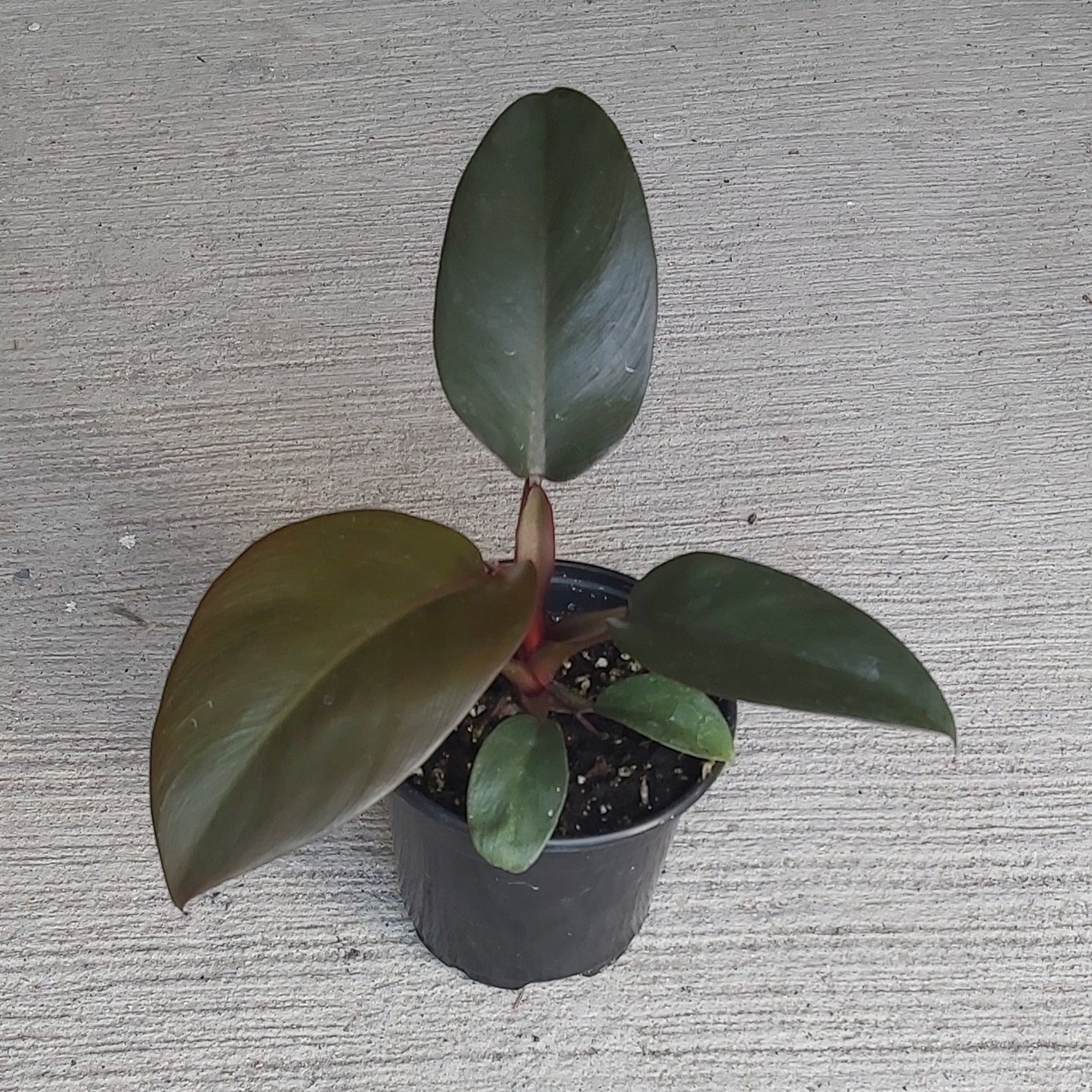 Philodendron 'Black Cardinal' 4"