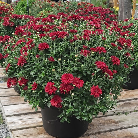 Chrysanthemum 12"