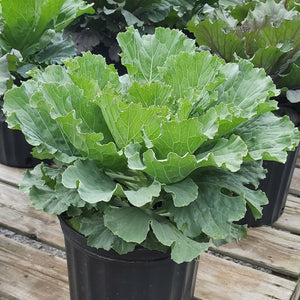 Ornamental Cabbage 1.5 Gal