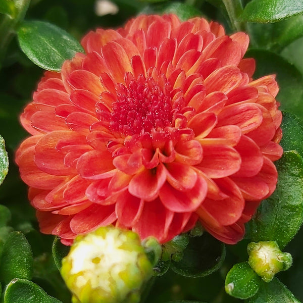 Chrysanthemum 12"