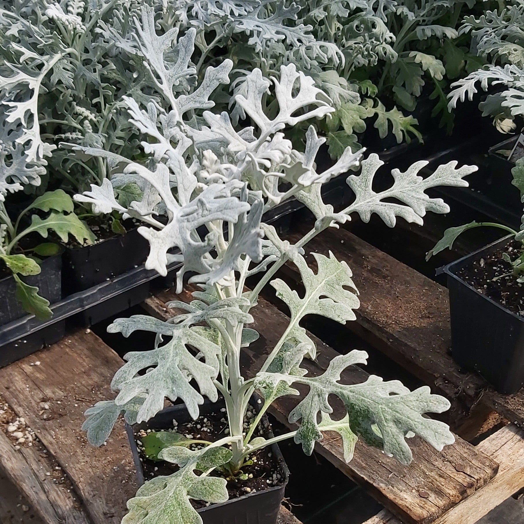 Dusty Miller 'Silver Dust'