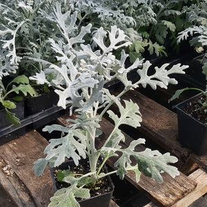 Dusty Miller 'Silver Dust'