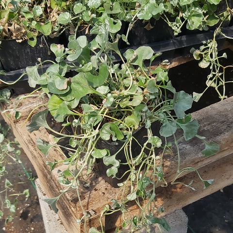 Dichondra 'Silver Falls'