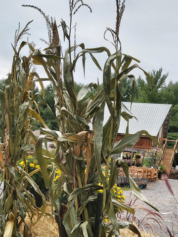 Corn Stalks