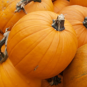 Pumpkin - Medium