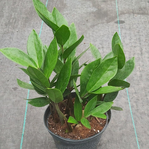 Zamioculcas Zamiifolia 'ZZ' 6"