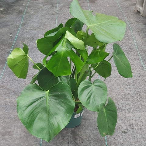 Monstera deliciosa 6"