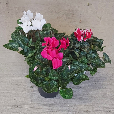 Cyclamen - Assorted 4.5"
