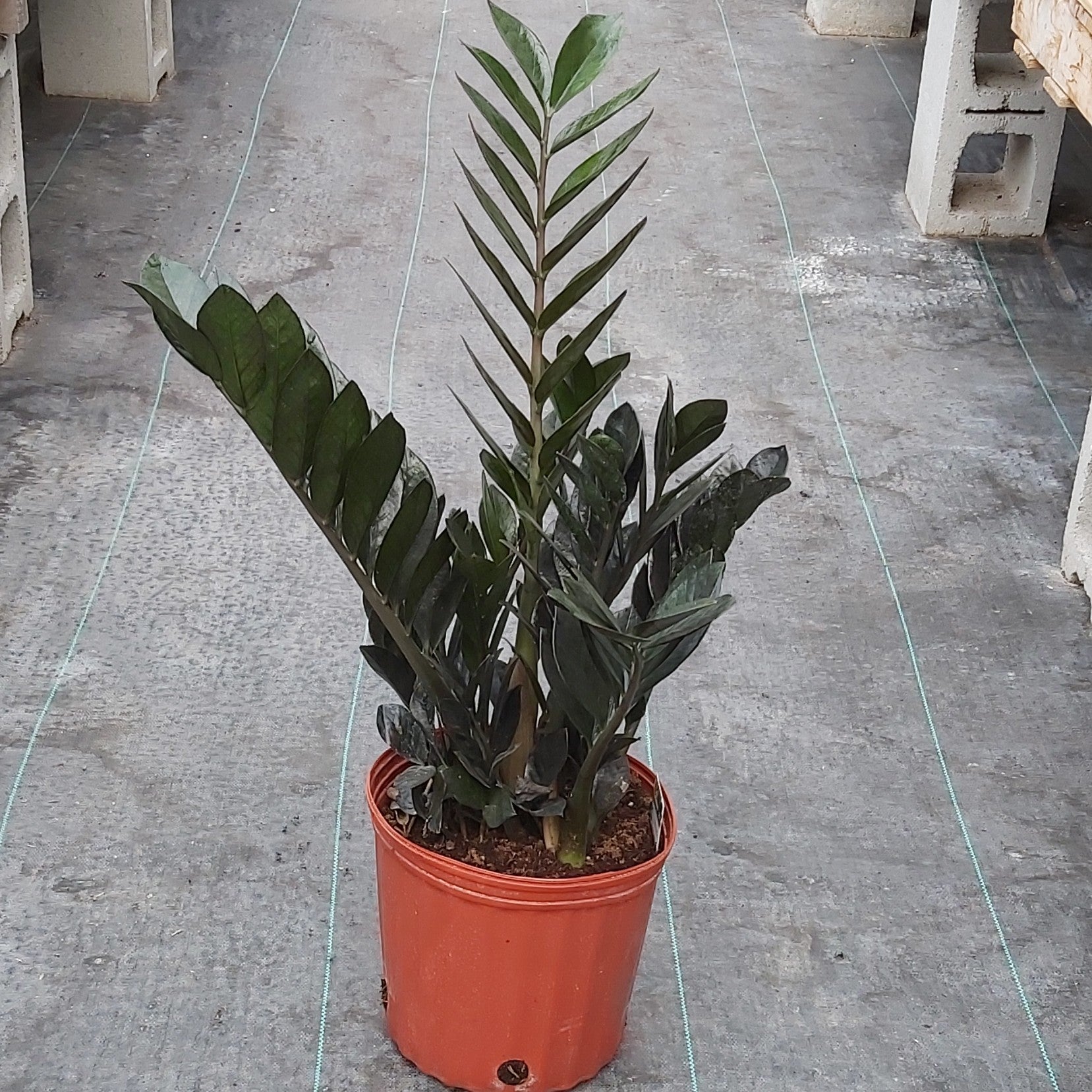 ZZ Plant 'Raven' 10"