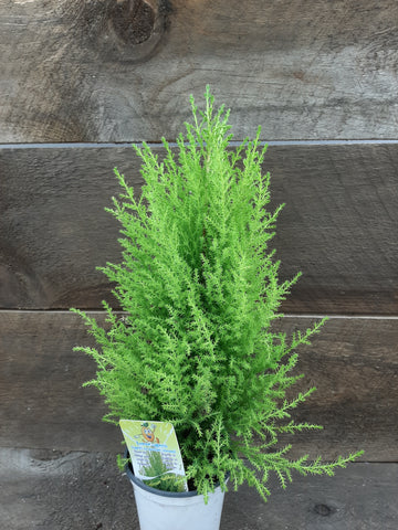 Goldcrest Cypress 6"