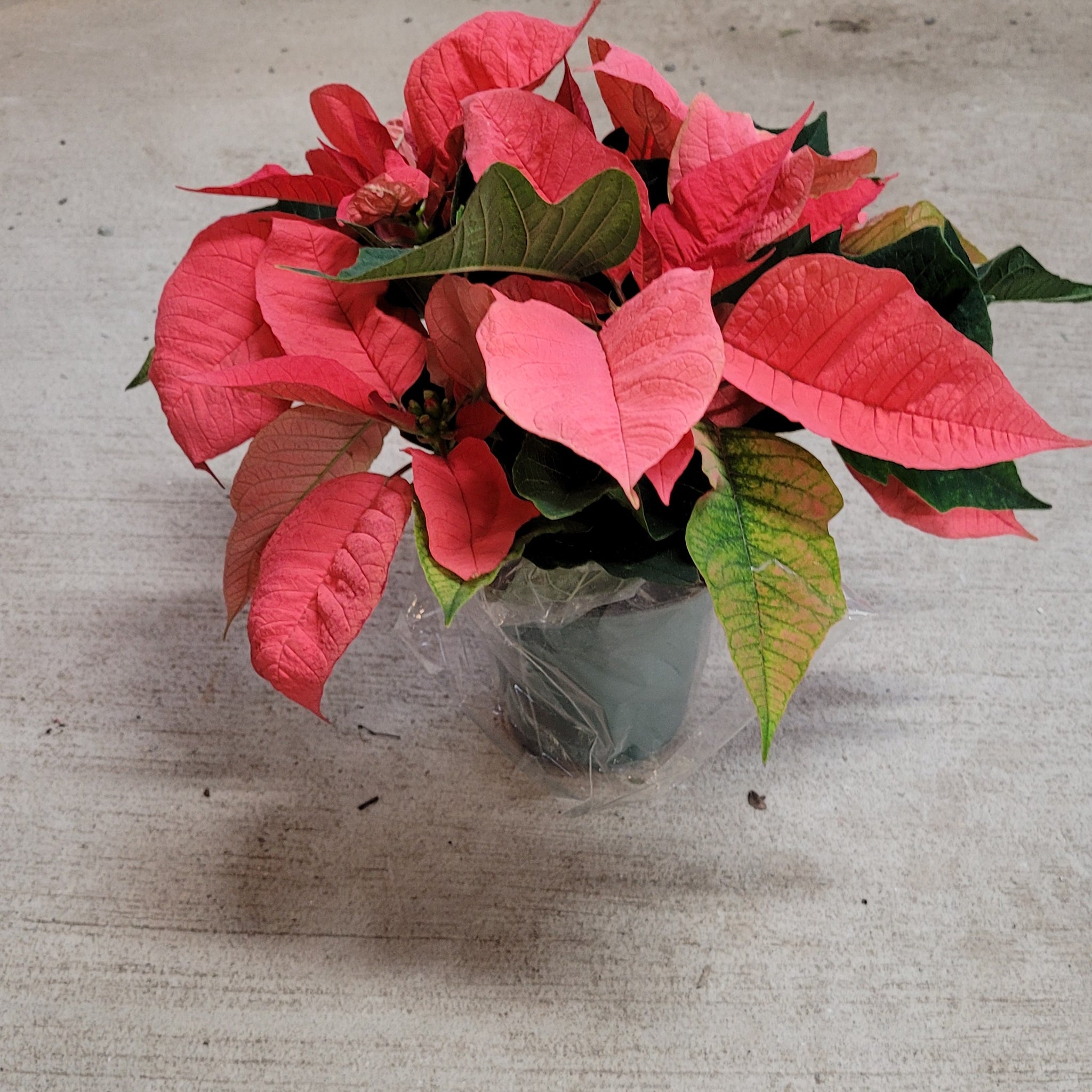 Poinsettia Pink 4.5"