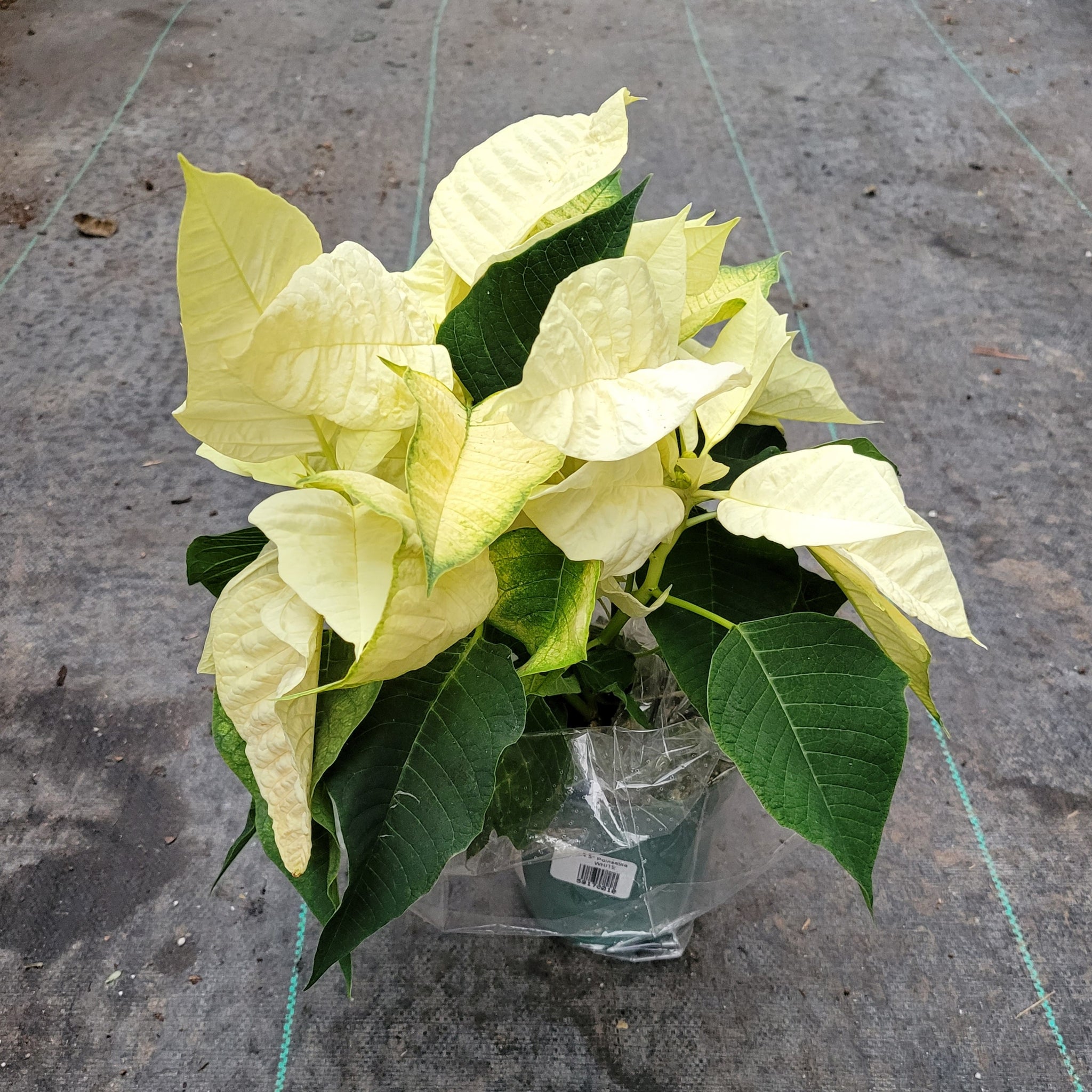 Poinsettia White 6"