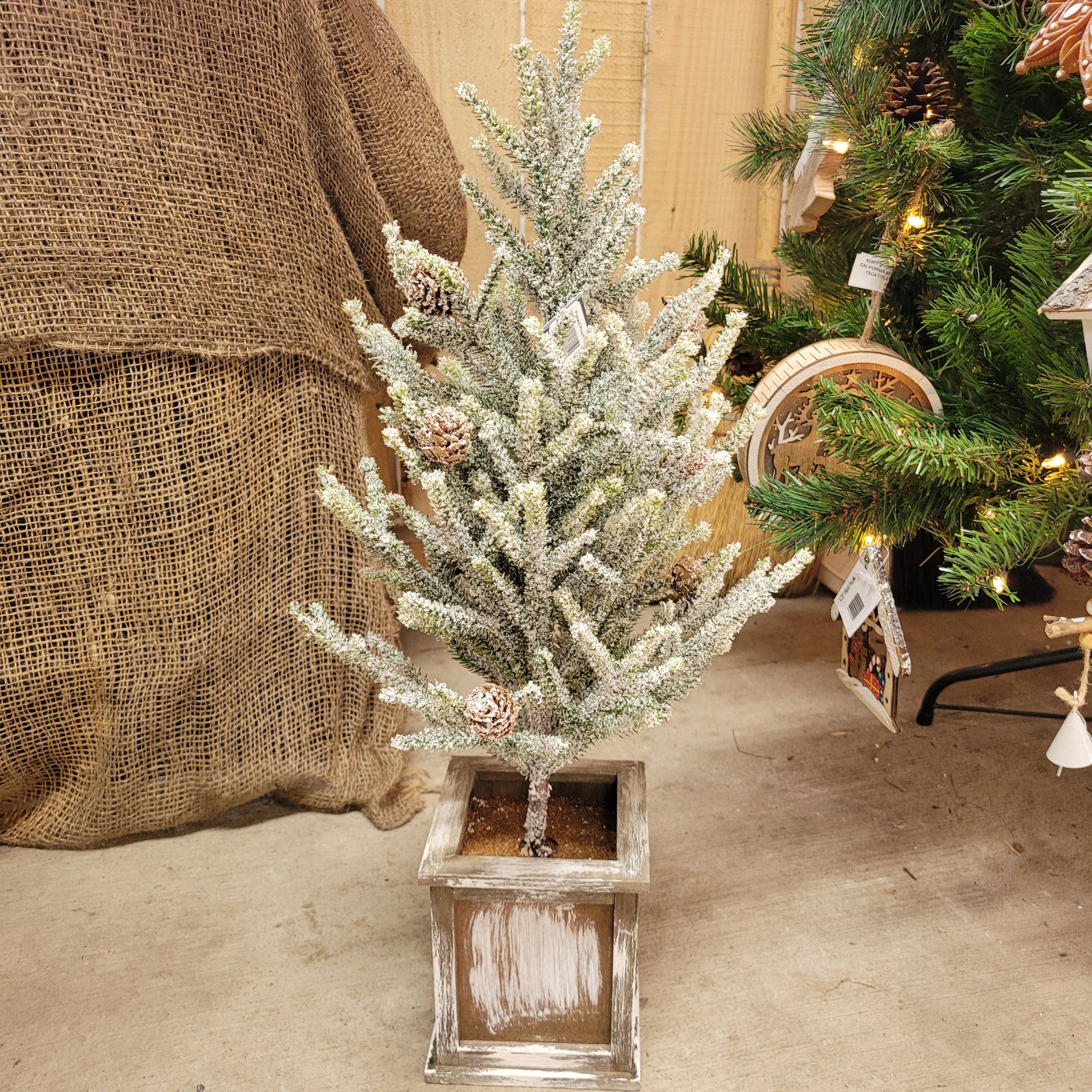 Potted Pine Tree